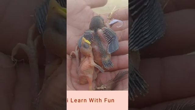 Chirpping Sparrow babies Leave the Nest/baby bird leave nest смотреть онлайн