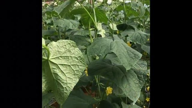 Огурец Бьерн F1. Делаем уход в теплице смотреть онлайн