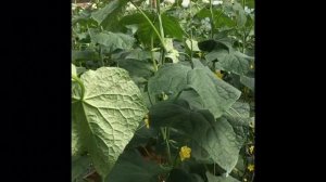 Огурец Бьерн F1. Делаем уход в теплице