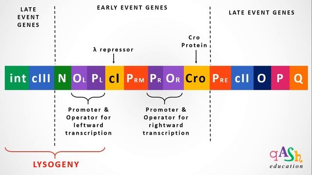 Lambda Phage Genome | lambda repressor | Cro protein | Lytic cycle | lysogeny | bacteriophage смотреть онлайн
