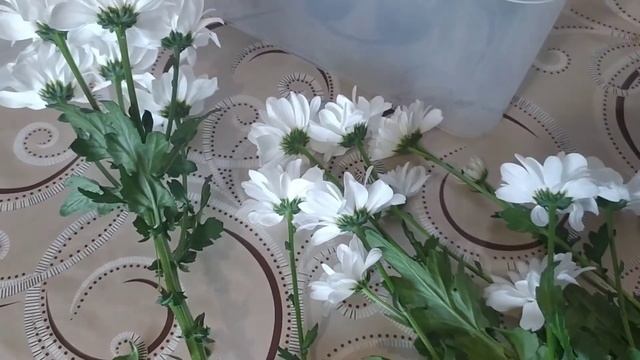 Белая хризантема из букета. Пробуем размножать двумя способами. смотреть онлайн