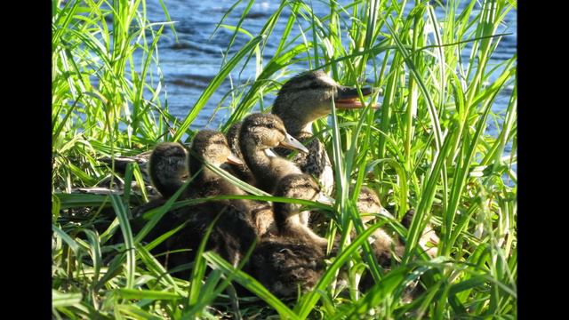 Д.Львова-Компанейца Утки идут на речку