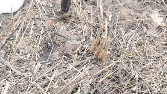 Nikon D5100 СССР объективы Калейнар 5Н и Юпитер 37А - Примеры Фото и видео смотреть онлайн