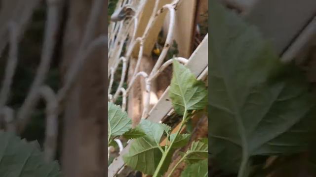 История про козу.  Что любят козы. 🐐