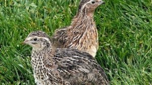 Разведение перепелов породы Фараон как бизнес идея | Птицеводство | Перепела фараоны