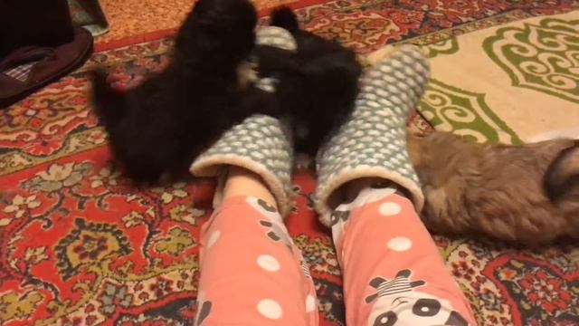 Научились рычать,щенки пекинесы смотреть онлайн