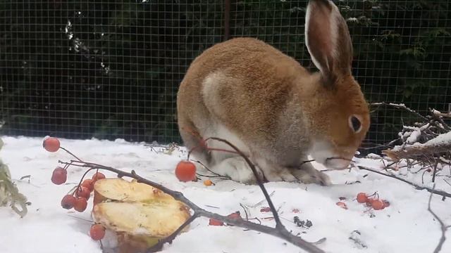 Зосик либит грызть веточки калины смотреть онлайн