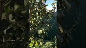 Груша Розовый бочек