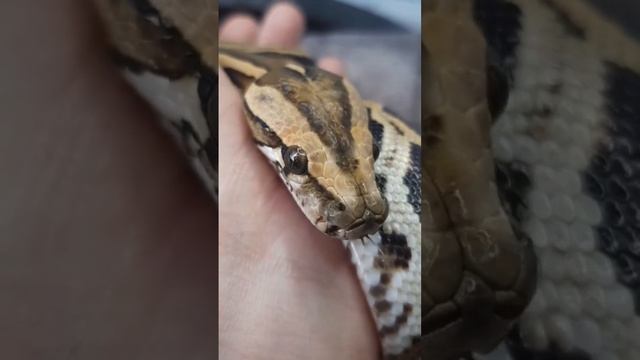 Маленький тигровый питон смотреть онлайн