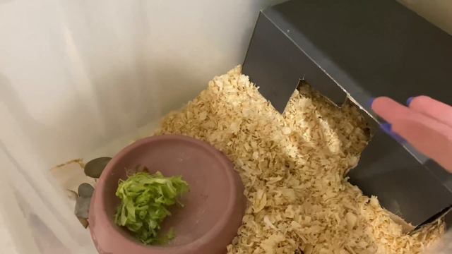 Можно ли ставить воду в террариум сухопутной среднеазиатской черепахи?! смотреть онлайн