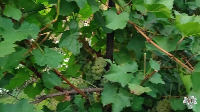 Урожай и особенности выращивания винограда Цитронный Магарача на шпалере смотреть онлайн