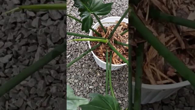 Philodendron Golden Dragon Mature Form смотреть онлайн