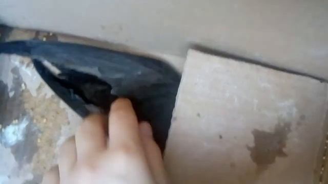 Нашли стрижа. Сломано крыло. смотреть онлайн