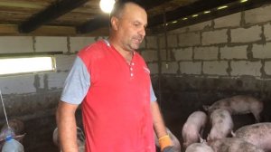 Пять месяцев откорма свиней на горохе. 20 голов на откорме(первая группа). Свиноводство.