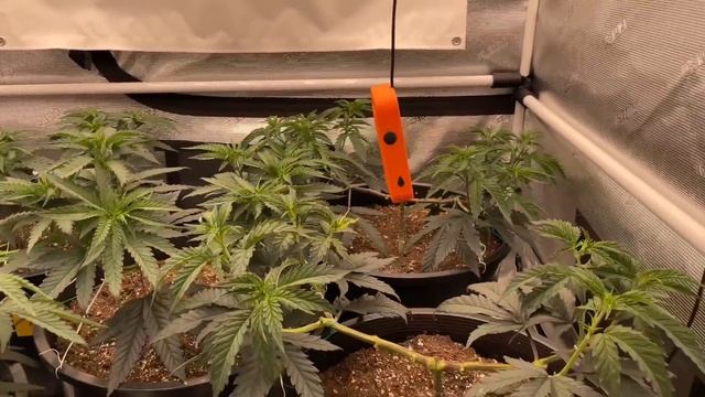 Foxtails Explained - Mainlining for yield - Ep.04 - смотреть онлайн