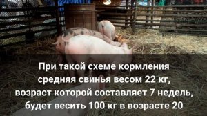 свиноводство для начинающих