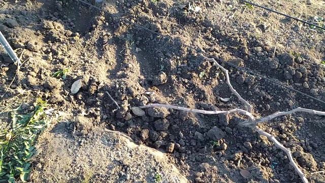 Как укрывать виноград на зиму? смотреть онлайн