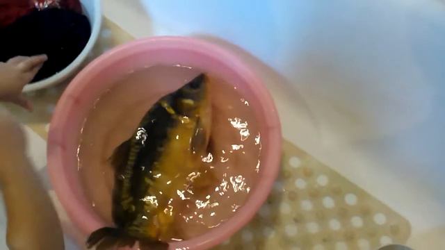 Рыбка живи смотреть онлайн