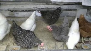 сало в корм курам для яйценоскости