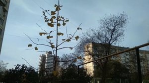 Полезные свойства Гинго Билоба