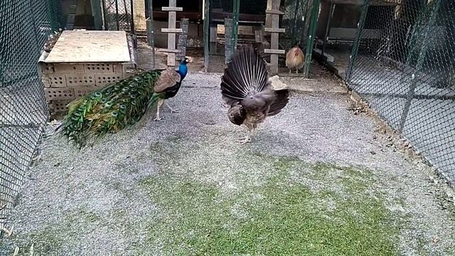 Самка павлина возбуждает самца смотреть онлайн