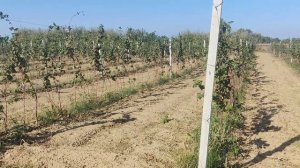 Крупноплодная малина и ежевика на Кубани. Начало.