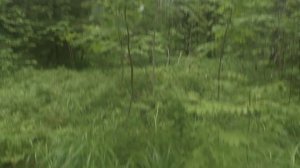 В лес за грибами... Результат хороший. Грибы 2023.