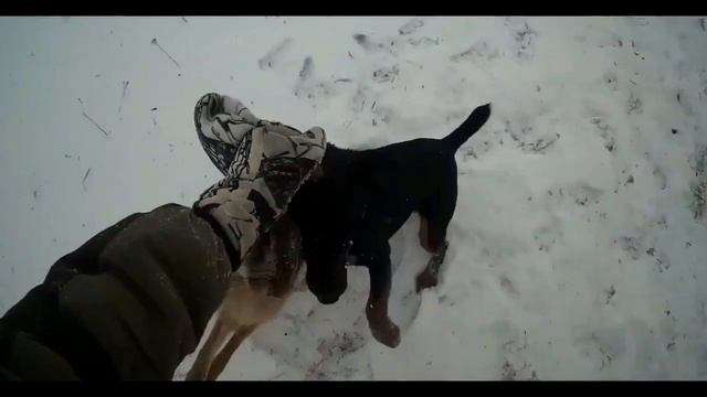 What kind of food to feed a German Jagdterrier? | A little bit about nutrition. смотреть онлайн