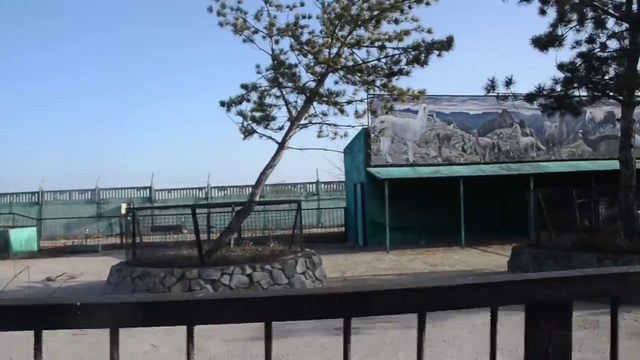 Как я испугала тибетского яка ) смотреть онлайн