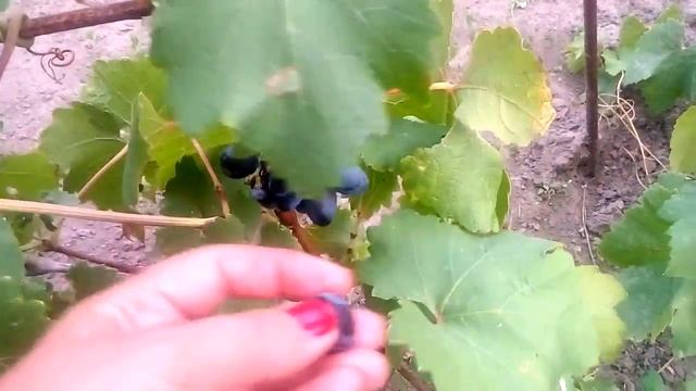 Виноград Атос. Урожай 2017 года. Сигнальные грозди смотреть онлайн