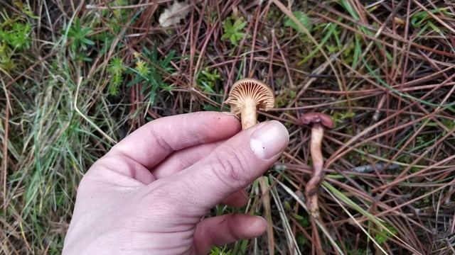 Chroogomphus rutilus. Identificación. смотреть онлайн