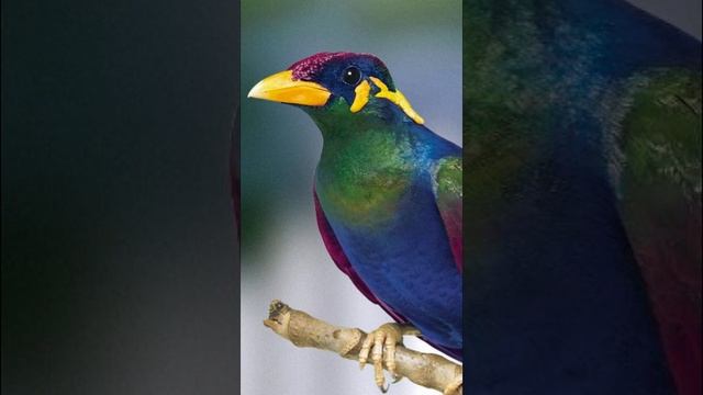 The All New Full-Spectum+UV Lamp For Pet Birds By Arcadia Bird смотреть онлайн
