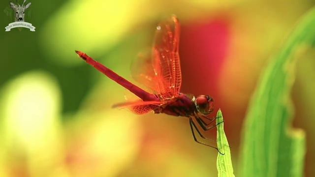 Flying The Bugs [4K Ultra HDR] Relaxing Music With Beautiful Nature Vedio смотреть онлайн