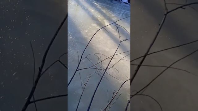 Весна пришла в Тайгу! Продолжаем посадки кедров. смотреть онлайн