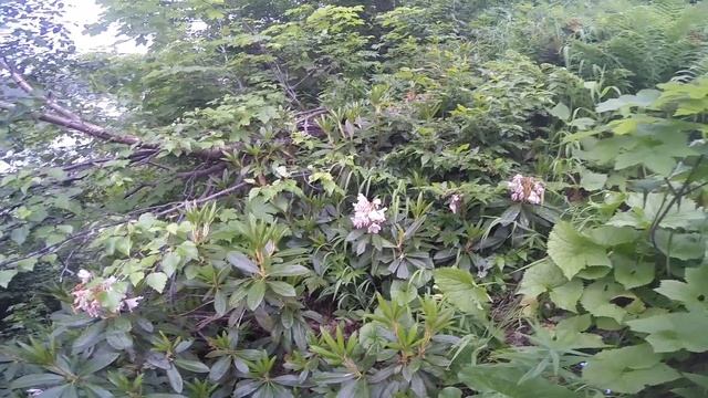 Учет животных в Кавказском заповеднике. Июль 2017. Часть 2. смотреть онлайн