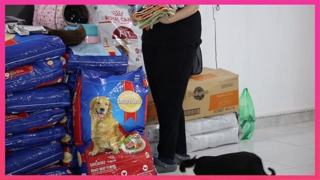 Animals Asia supports cat & dog shelter impacted by recent devastating floods in central Vietnam смотреть онлайн