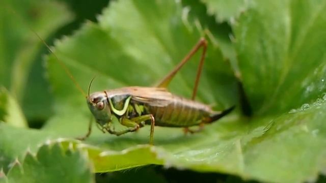 Кузнечик слышит и понимает смотреть онлайн