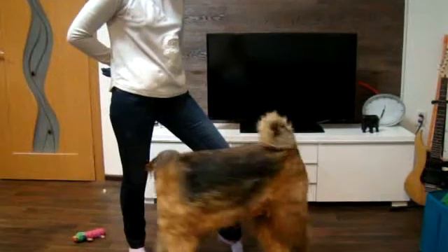 Змейка, восьмерка, обгон - цирковые команды для собак