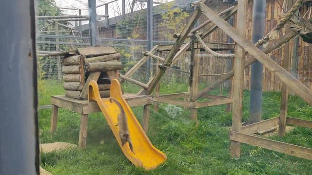 Обезьянки- Капуцины в СОФИЙСКОМ ЗООПАРКЕ🦍🐒🐵🙋♂️👍👍👍 смотреть онлайн