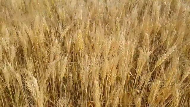 Состояние пшеницы на 18.06.2017 смотреть онлайн