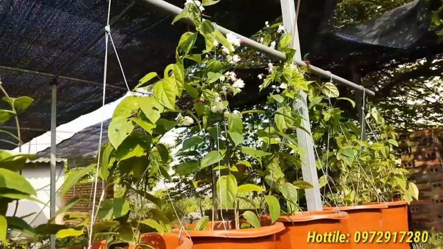 Hình ảnh cây hoa ngọc nữ - Công ty giống cây trồng Hải Đăng смотреть онлайн