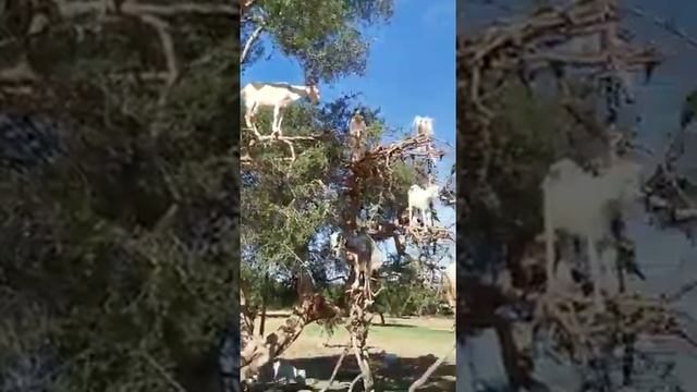 #YahyaTV_95 Козы на дереве, невероятно и как они все на нём разместились... смотреть онлайн