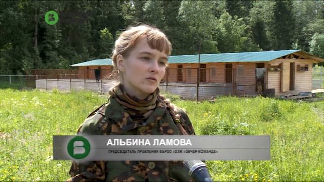 Активисты организации «Овчар-команда» помогают найти приют бездомным собакам смотреть онлайн