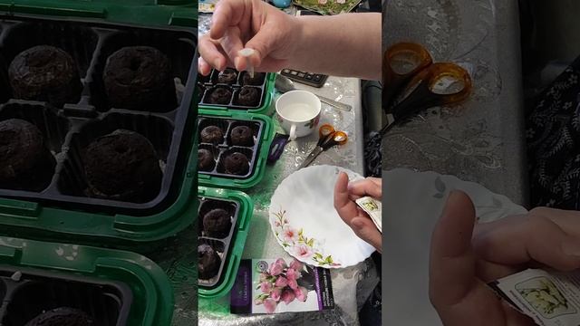 Эустома, начало, январь!!!2024