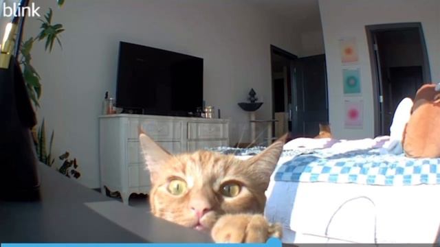 😂😂😂Кот и его реакция на голос хозяйки из колонки смотреть онлайн