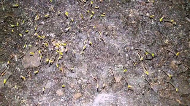 Строительные Приоритеты