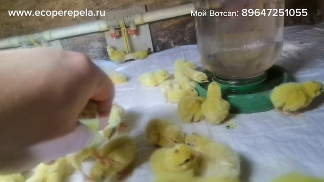 Чуть не загубил всех птенчиков, уход за птенцами перепелов, с первых дней.! смотреть онлайн