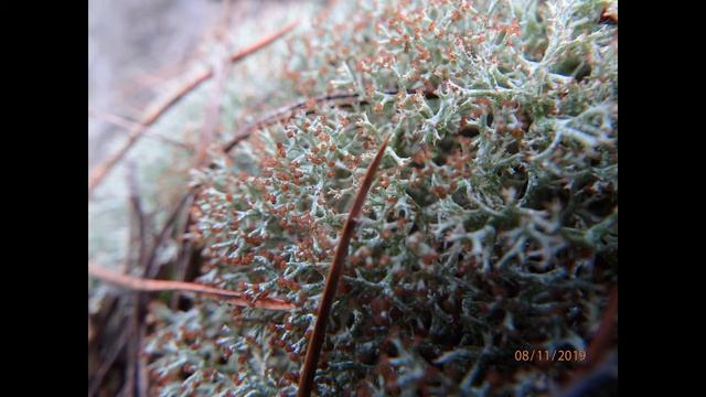 Cladonia rangiformis Greece by Theo Fotiadis смотреть онлайн