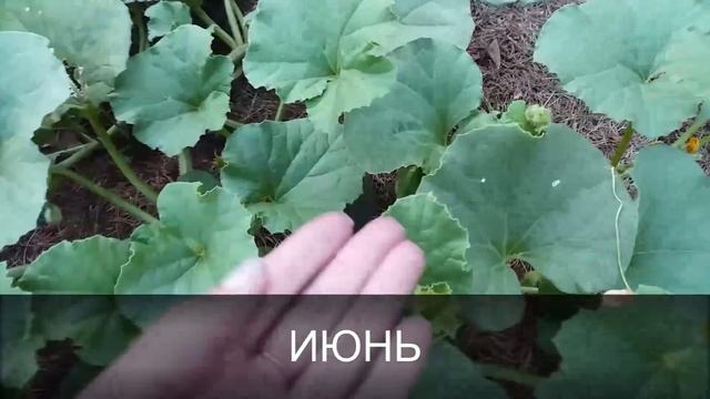 Дыня от А до Я в природном земледели