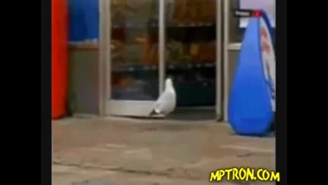 МАЛЕНЬКИЙ ВОР